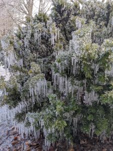 Ice on an evergreen