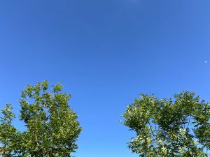 A clear sky with trees and the moon