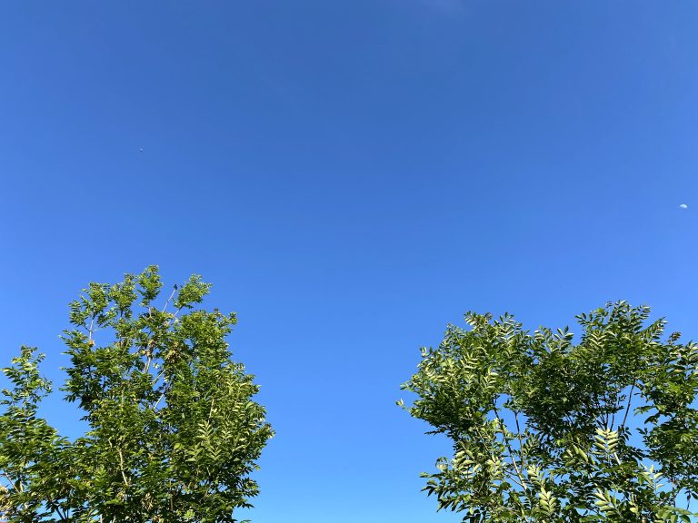 A clear sky with trees and the moon