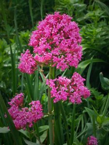 Delicate Pink Flowers Blooming Against Dark Green Leaves And Foliage