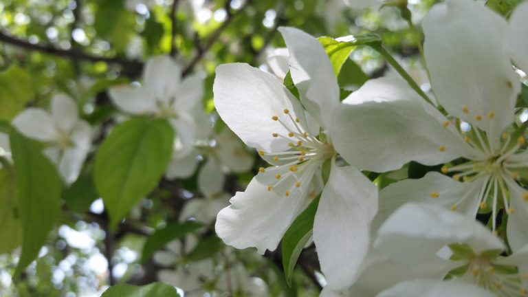 Michigan apple blossoms