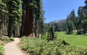 Walking trail through sequoia trees and a green meadow in Sequoia National Park