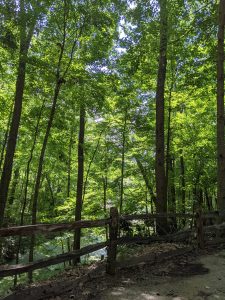 A wooden fence, in front of very tall trees. Many, many trees