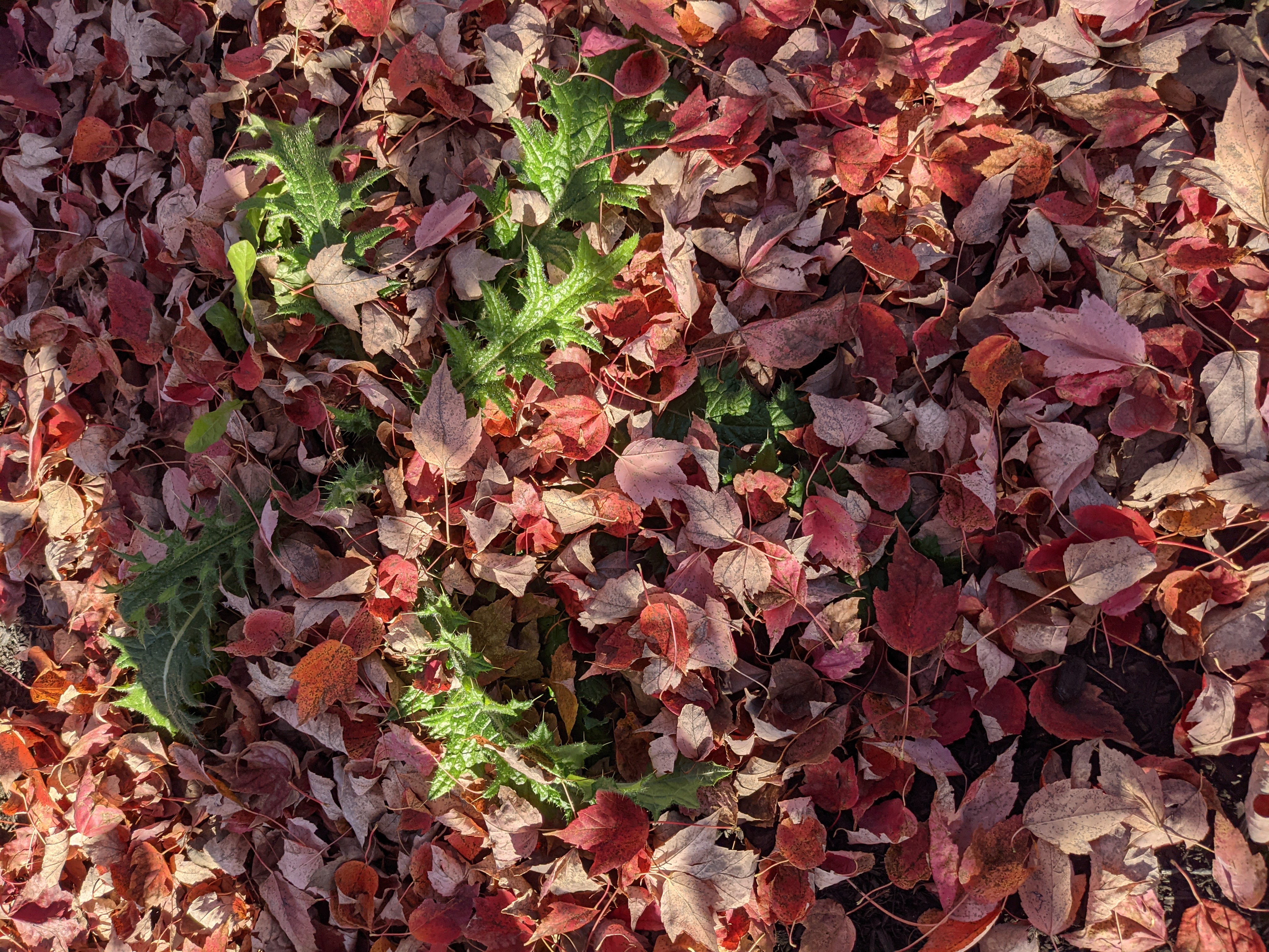 Leaves, in a variety of fall colors, on the ground