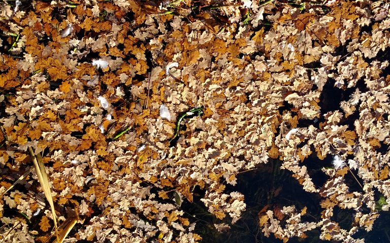 Autumn leaves floating in water