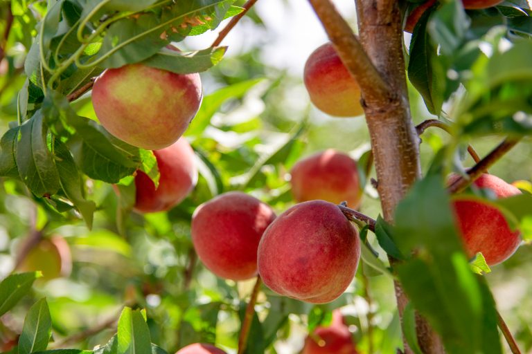 Inside a peach tree canopy