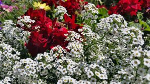 Colorful bouquet