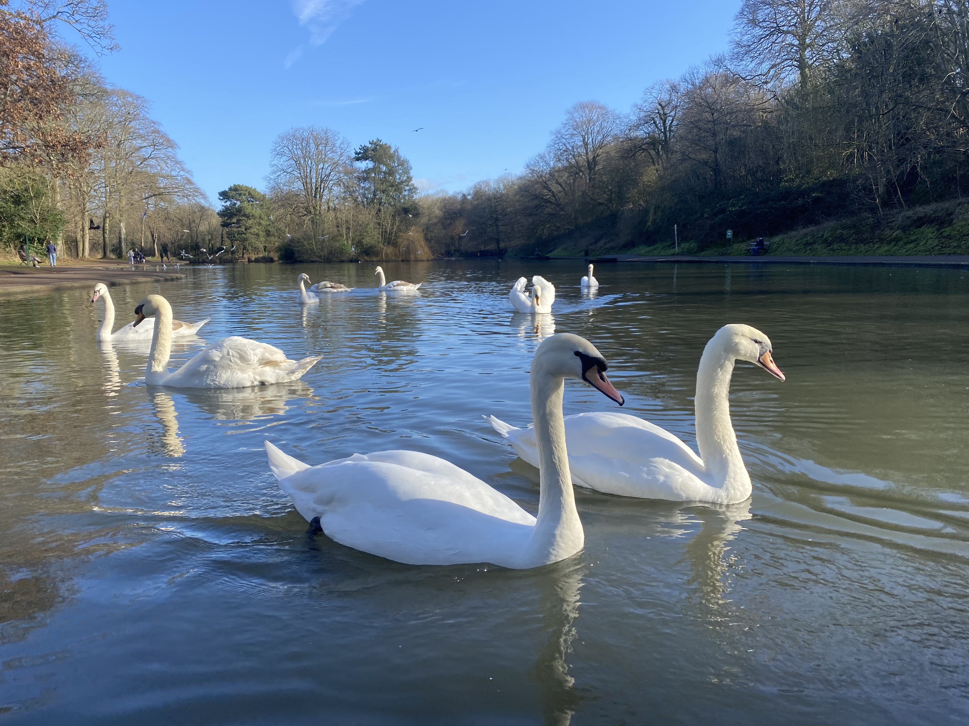 Swan lake