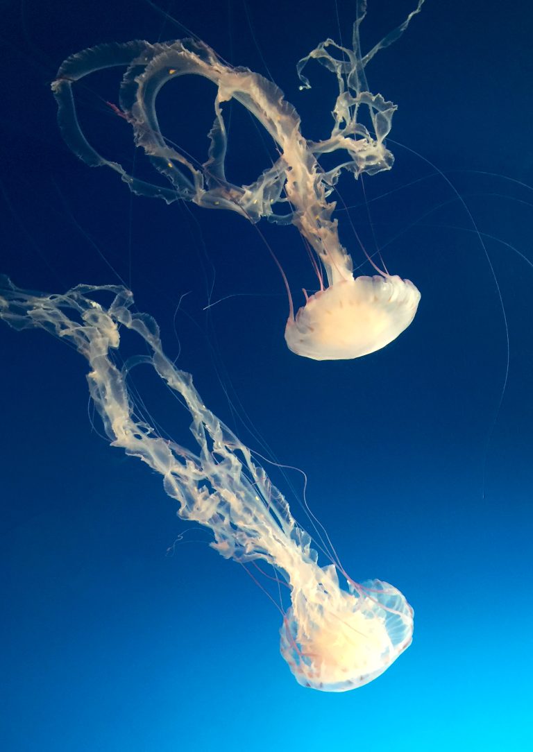 Floating jellyfish in blue water