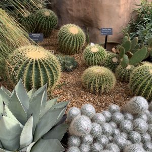 View larger photo: Succulents at the Columbus Botanical Garden