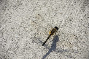 Close-up of a dragonfly on a sidewalk