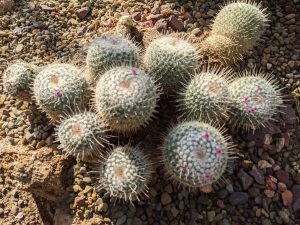 A clump of very round cacti