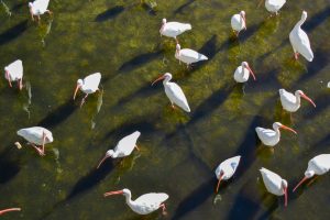 Ibises standing in shallow water