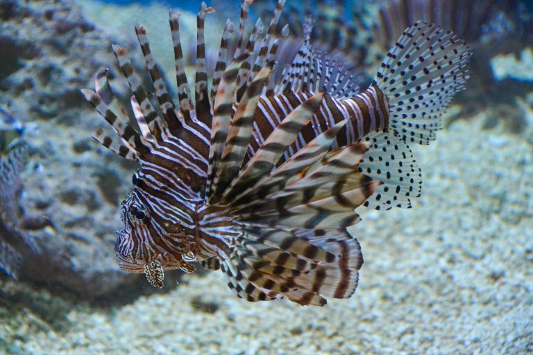 Lionfish