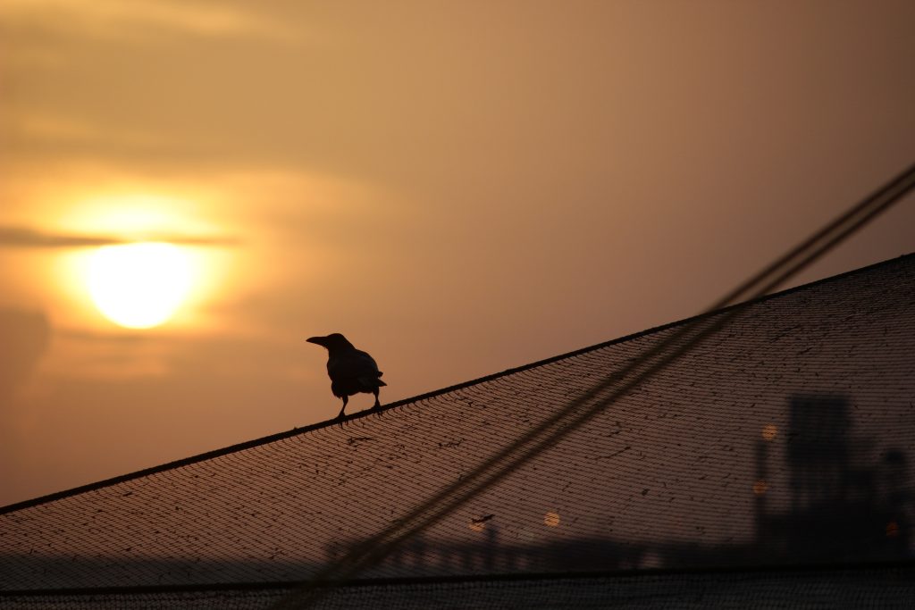 Crow sitting on net silhouette