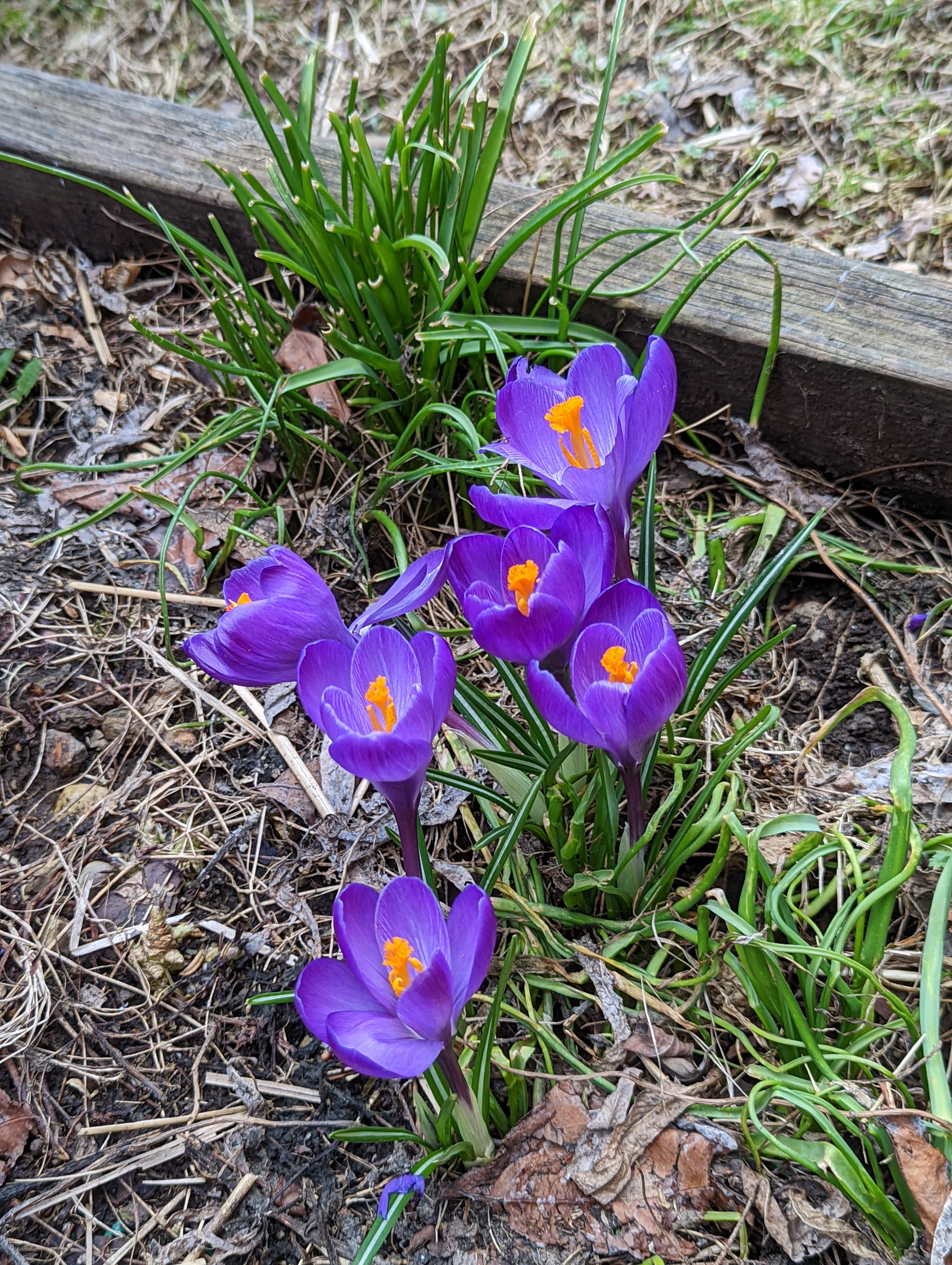 Purple and yellow flowers.