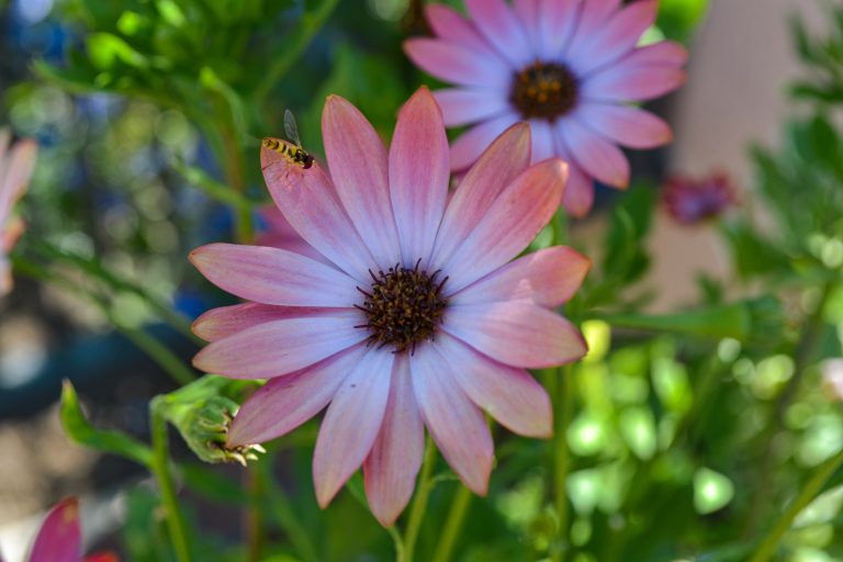 Cape rain daisy