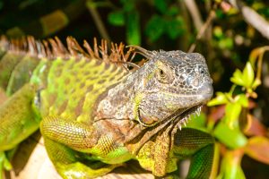 Wild iguana in the Florida Keys