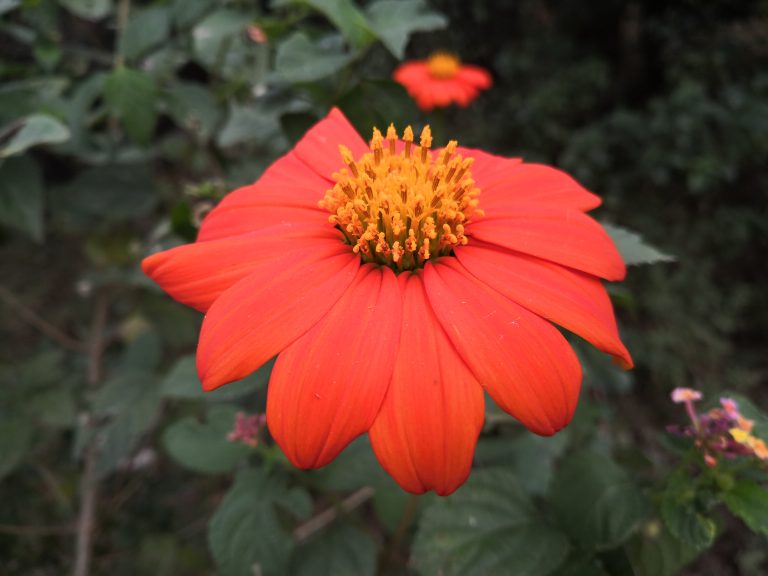 I really dunno the name of the flower. I visited nursery to bring some plants and here is what caught my attention. I call its a Mysterious flower because of it’s unique beautiful colour.