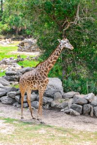 Single giraffe at the zoo