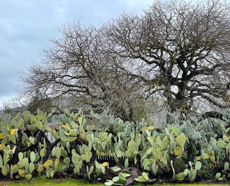 Cactus at Sonoma State Historic Park