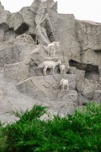 Goats on a rock wall