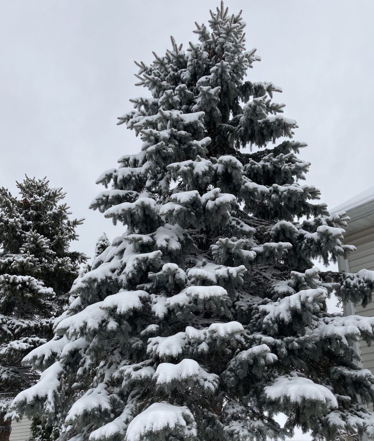 A closeup view of a snow covered yard tree