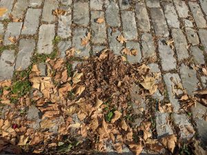 A bunch of browning leaves on a cobble stone street