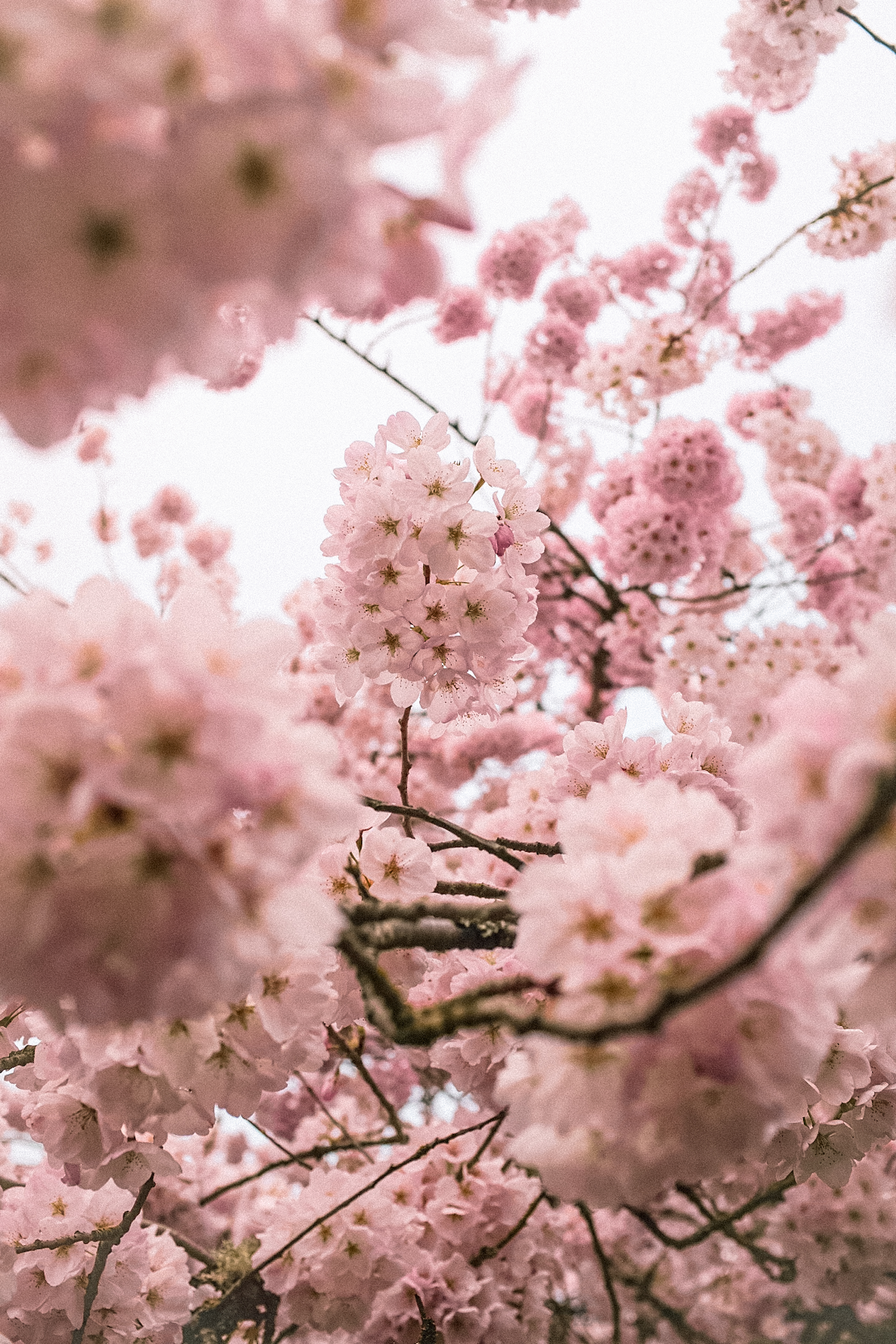 Cherry blossoms in bloom