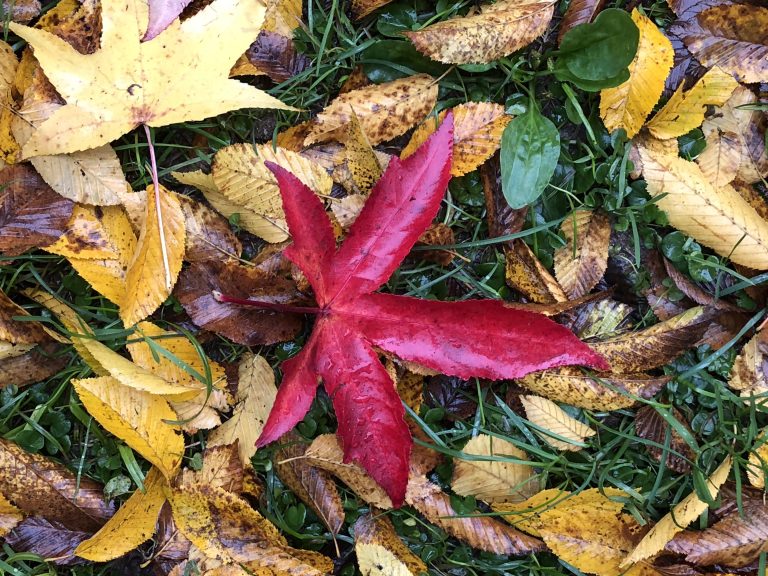 Autumn, dry tree leaves on the ground. Brown, yellow, red