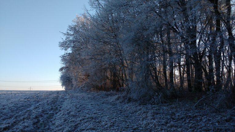 Winter forest