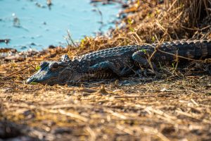 Alligator resting on a shore of dead grass