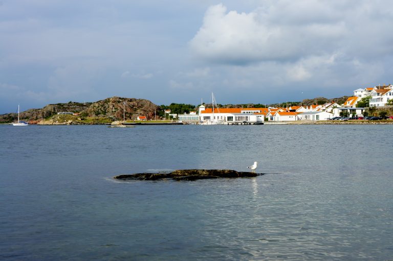 A seagull sitting on a stone in the water on a beautiful summer day in Grundsund in Sweden