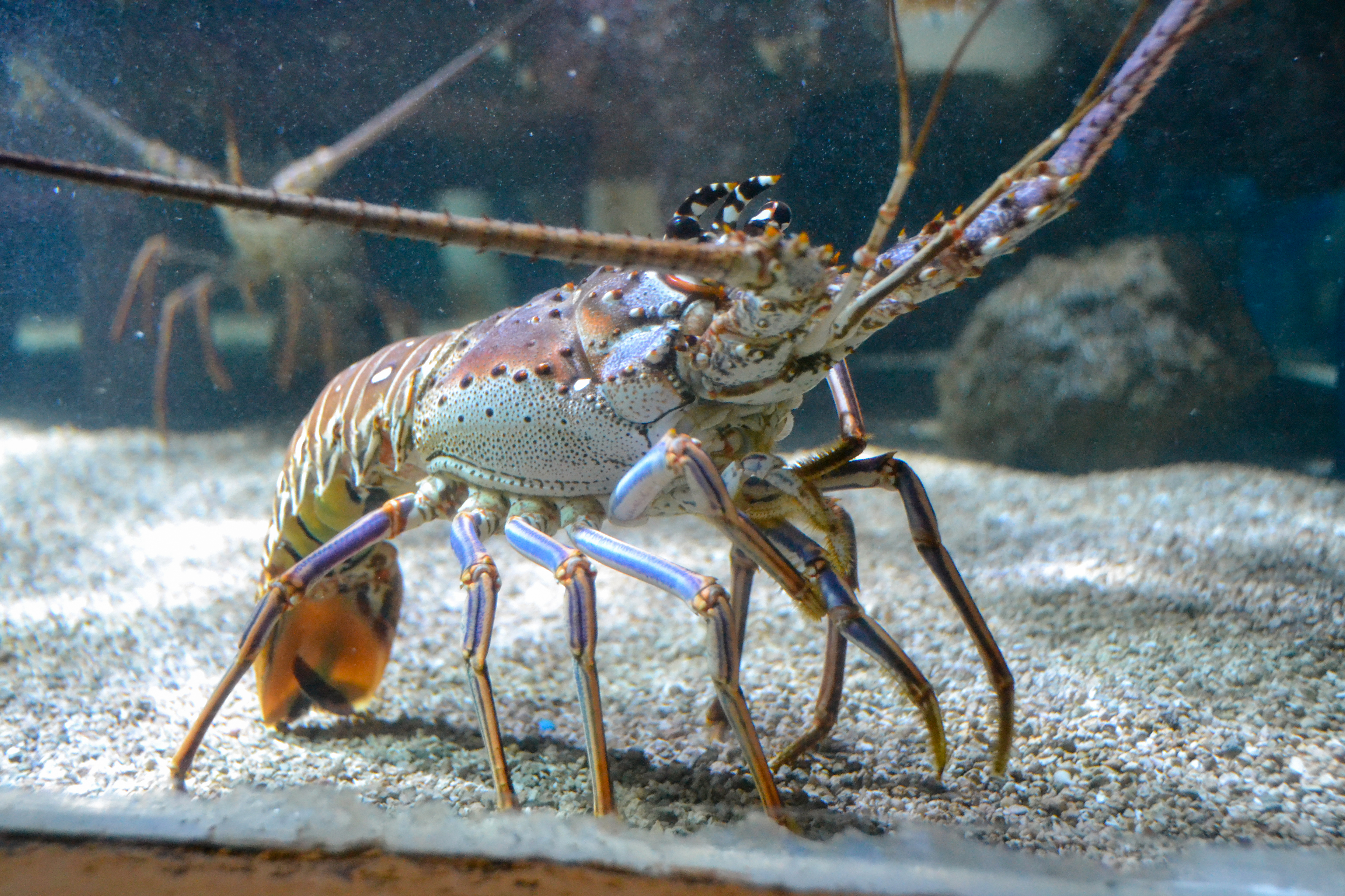 Spiny lobster in a lobster tank