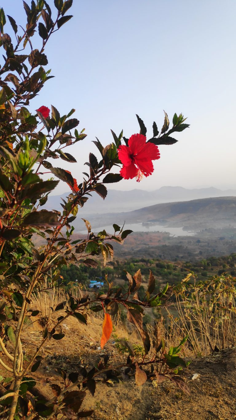 Hibiscus on hill