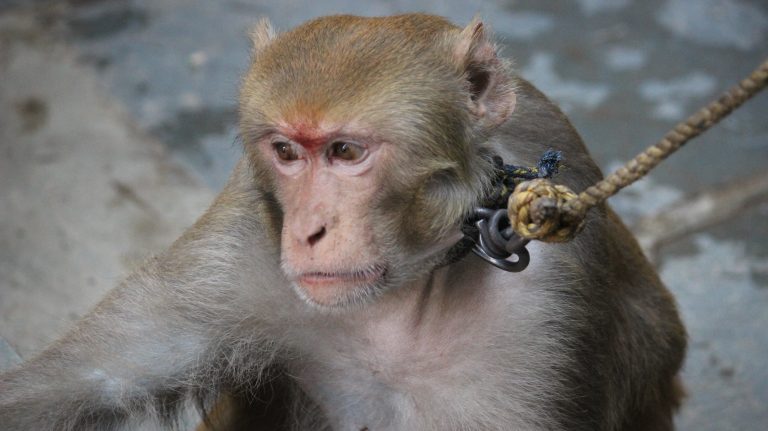 Rhesus macaque monkey