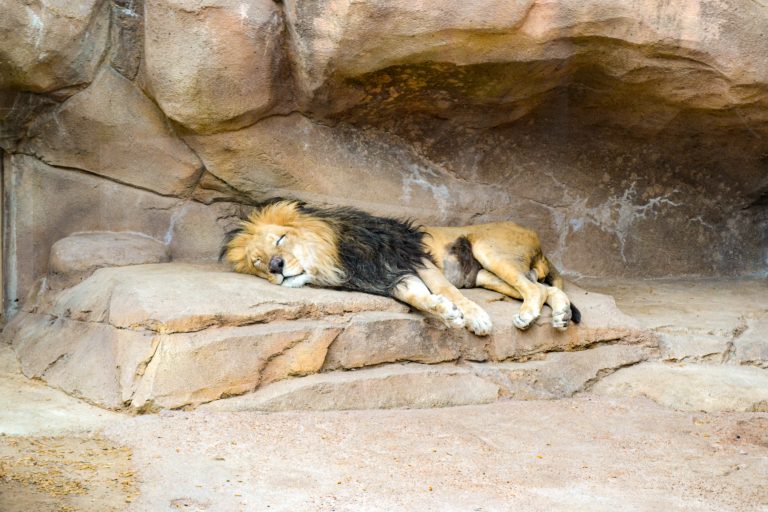 Sleeping lion at the Denver Zoo