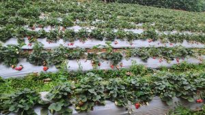 View larger photo: Strawberry farming