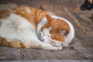 Sleeping orange and white cat