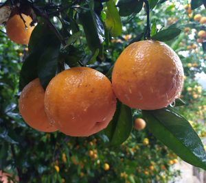 Raindrops on oranges