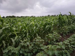 During family get-together, I got chance to visit cousin's cotton field. I saw cotton & sugarcane crops talking to each other and playing with the wind.