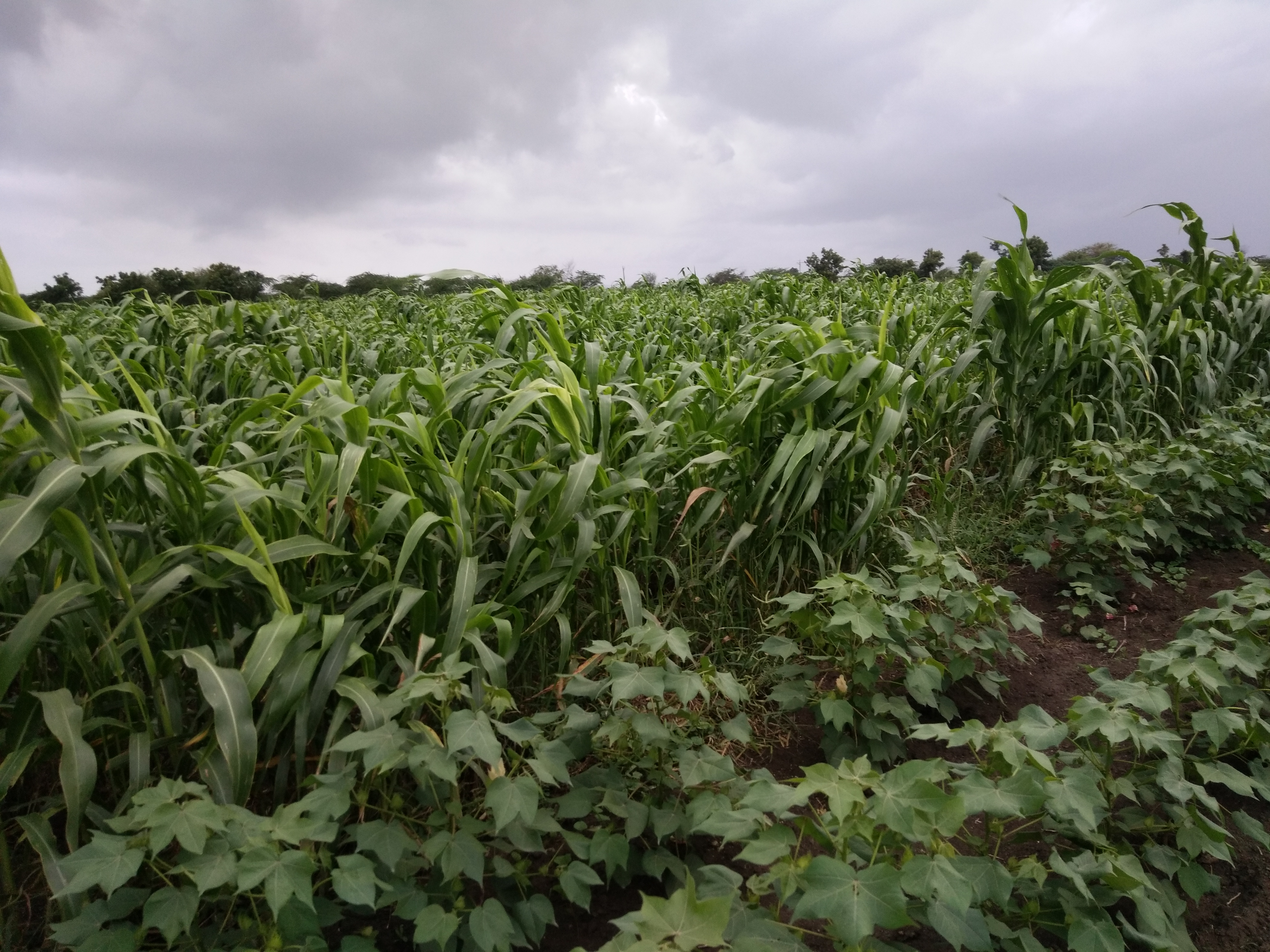 During family get-together, I got chance to visit cousin's cotton field. I saw cotton & sugarcane crops talking to each other and playing with the wind.