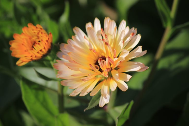 Orange and yellow ice plant flowers