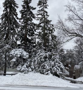 Street view of snow covered trees.