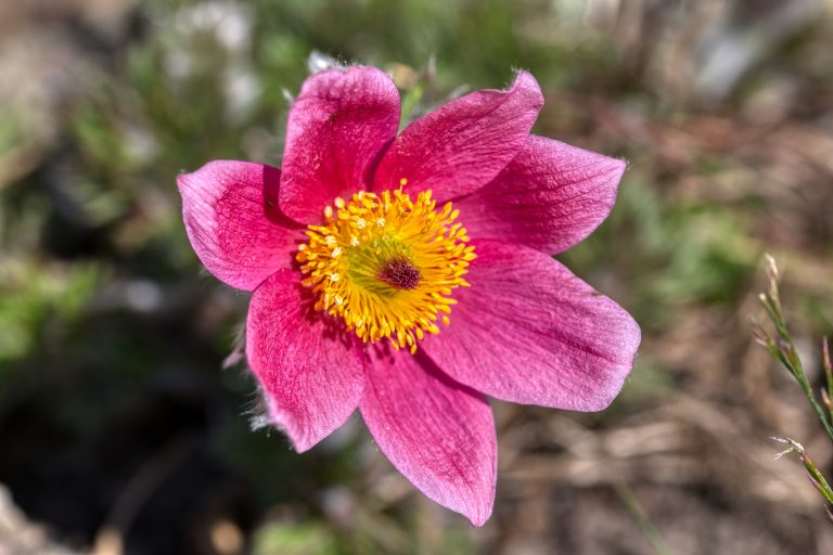 Pulsatilla vulgaris