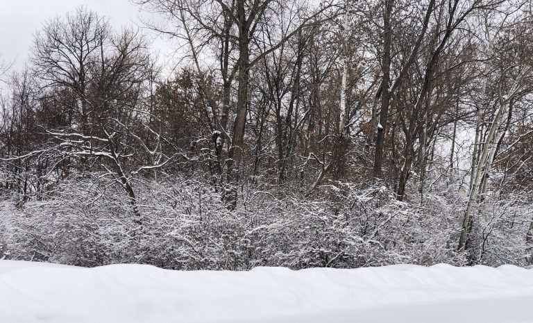 Wintery snow covered bushes with trees behind