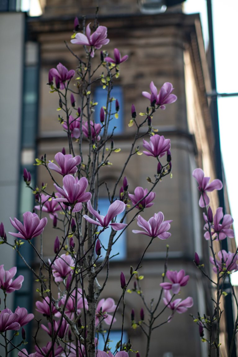 magnolia, urban, pink