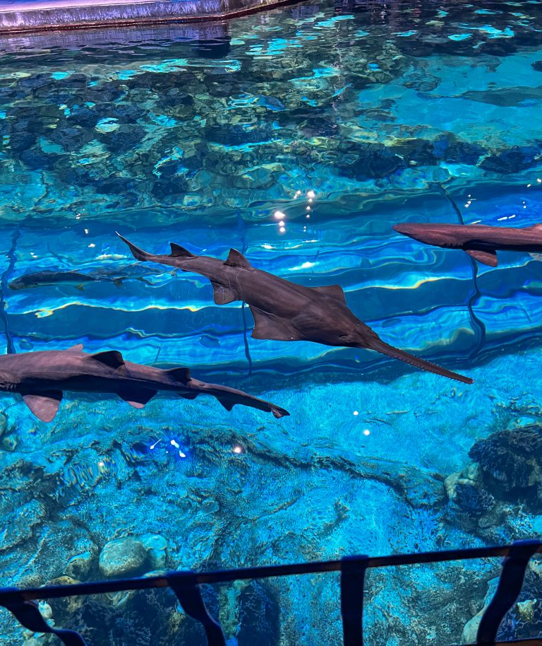 Sawfish and two sharks in an aquarium tank