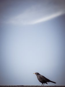 Blackbird against sky
