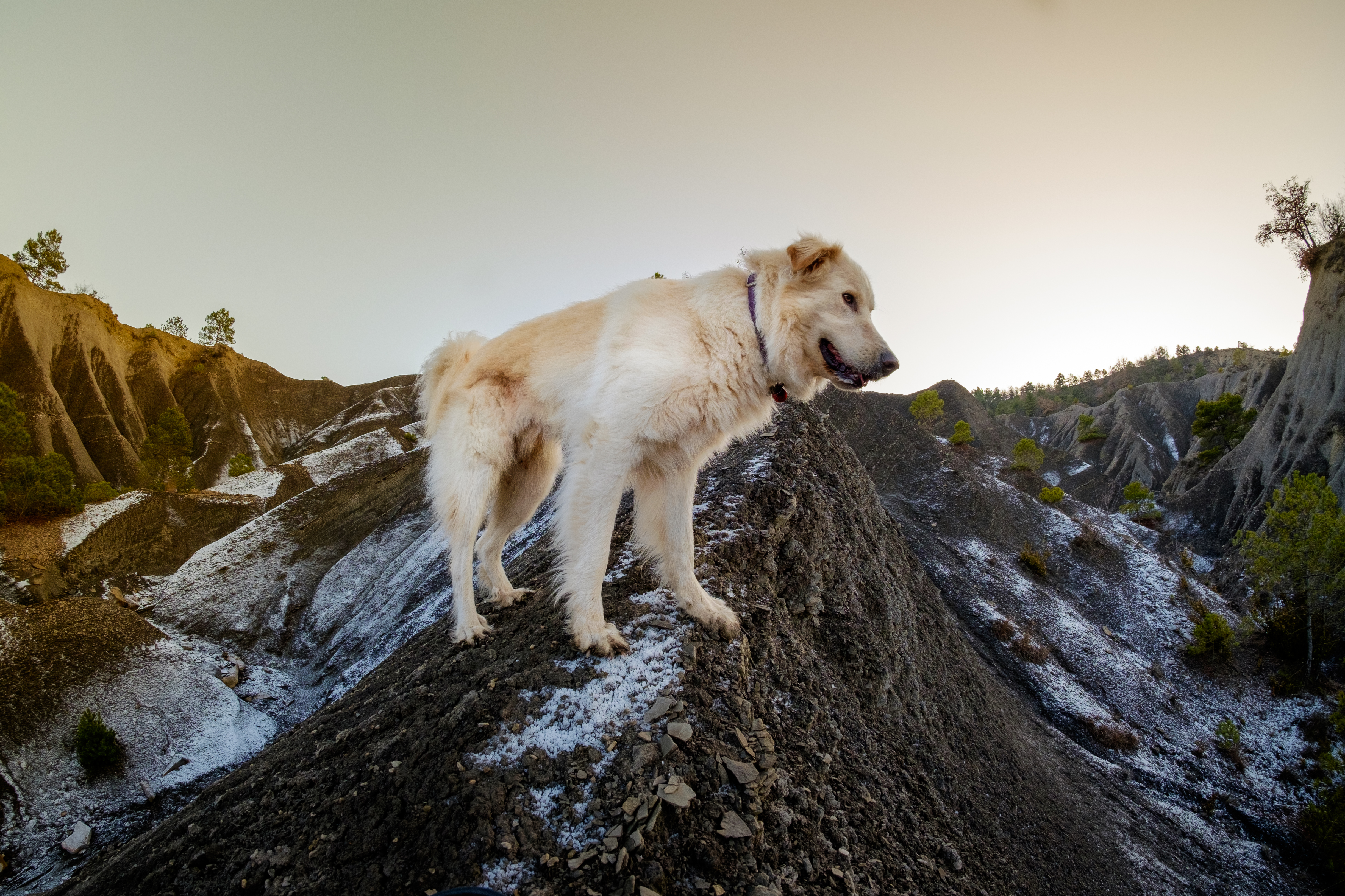 Dog uphill